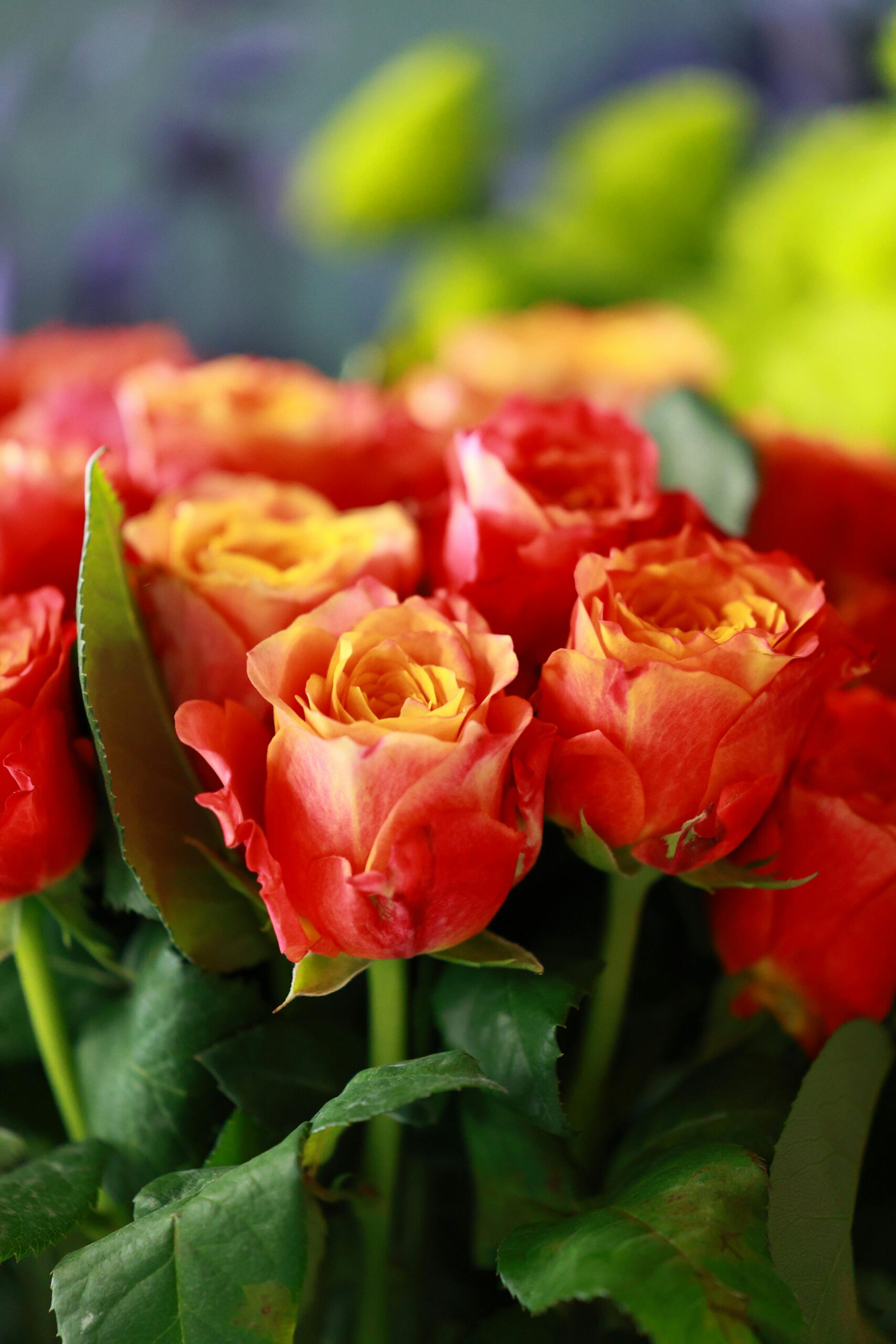 Close-up of beautiful red and yellow roses in full bloom, perfect for floral design or decor themes.